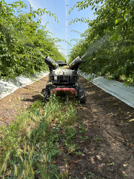 Tratamiento contra la araña en ciruelos